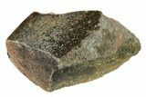 Polished Dinosaur Bone (Gembone) Section - Utah #151435-3